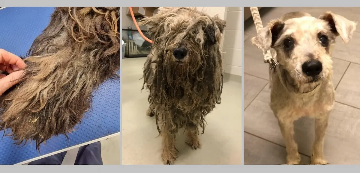 نمدی شدن موی سگ چرا اتفاق می‌افتد و چطور از آن جلوگیری کنیم؟