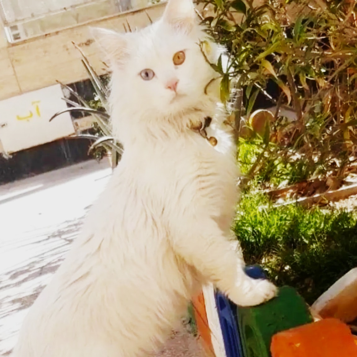 حیوان گمشده