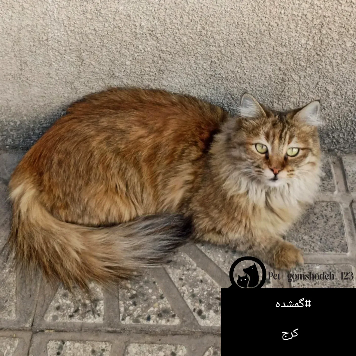 حیوان گمشده