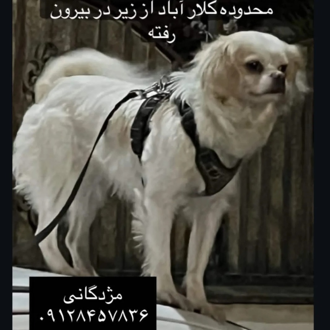 حیوان گمشده