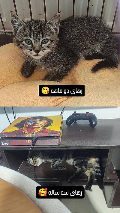 پیش‌نمایش استوری zadeyepayiiz