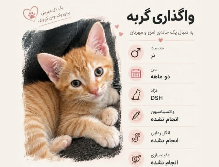 واگذاری گربه