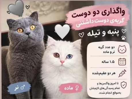واگذاری دو گربه دوست داشتنی