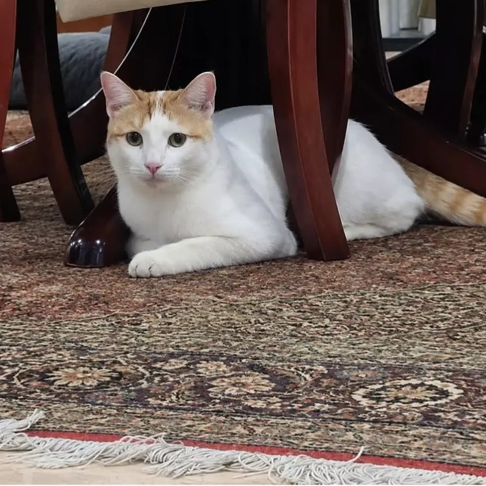 حیوان گمشده