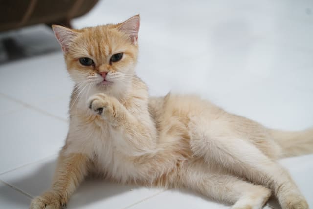 linkopet
